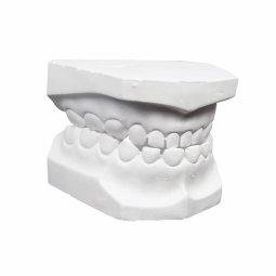 MODELO DE YESO DENTADO GIGANTE