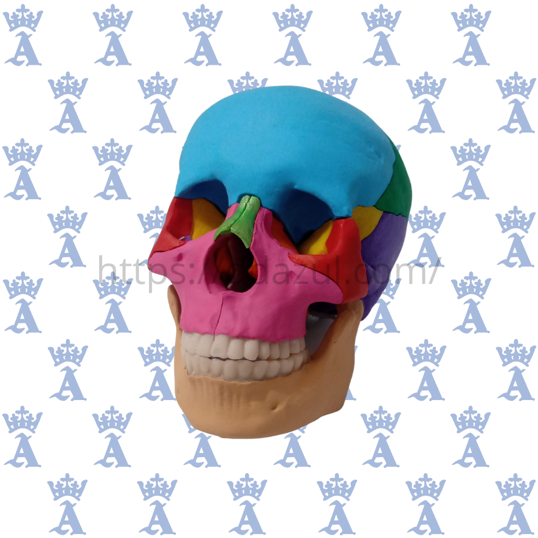 CRANEO DE COLORES(17 PZAS)SANDO