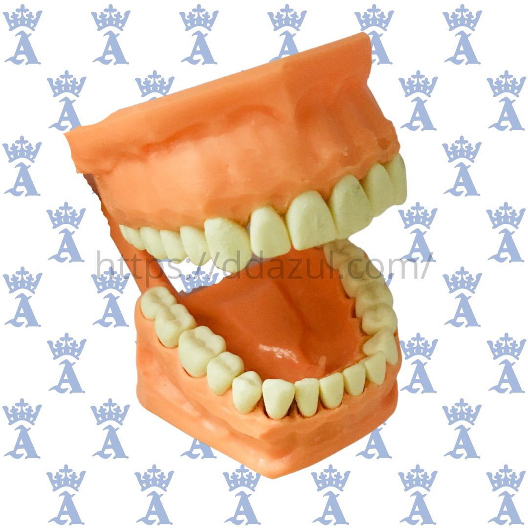 TIPODONTO ACRILICO ADULTO ADYSA