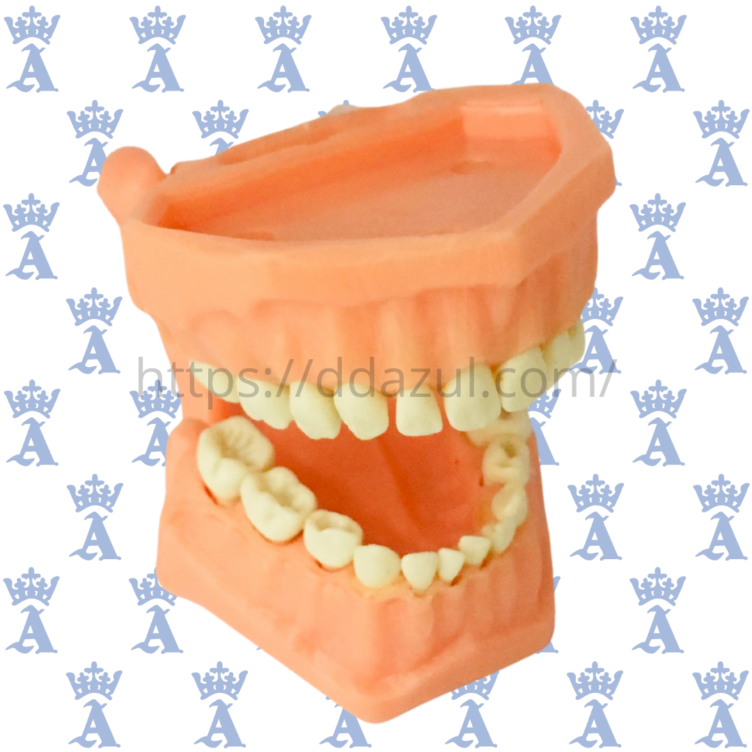 TIPODONTO ACRILICO INFANTIL ADYSA