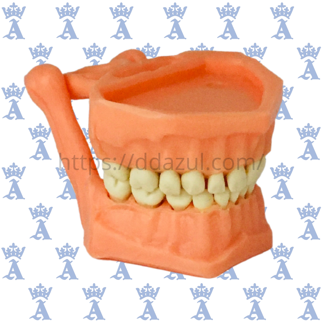 TIPODONTO ACRILICO INFANTIL ADYSA