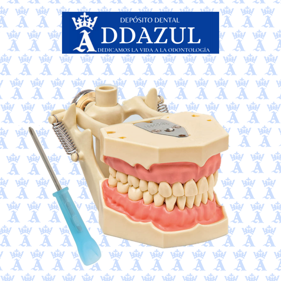 TIPODONTO ARTICULADOC/32 DIENTES FRASACO